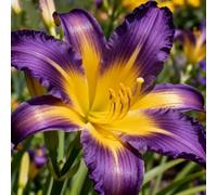 lilium，Radici selezionate di lilium,resistenti al freddo e alla siccità,adatte per la decorazione di giardini e balconi/belle/adatte come regali per le feste-6Rizoma-J