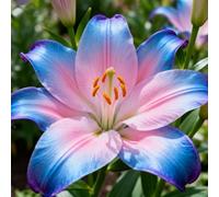 lilium，Radici selezionate di lilium,resistenti al freddo e alla siccità,adatte per la decorazione di giardini e balconi/belle/adatte come regali per le feste-2Rizoma-A