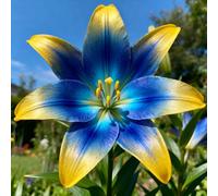 lilium，Radici selezionate di lilium,resistenti al freddo e alla siccità,adatte per la decorazione di giardini e balconi/belle/adatte come regali per le feste-2Rizoma-H