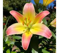 lilium，Radici selezionate di lilium,resistenti al freddo e alla siccità,adatte per la decorazione di giardini e balconi/belle/adatte come regali per le feste-6Rizoma-D