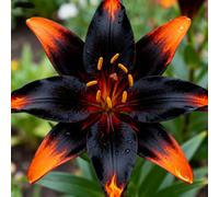lilium，Radici selezionate di lilium,resistenti al freddo e alla siccità,adatte per la decorazione di giardini e balconi/belle/adatte come regali per le feste-2Rizoma-G