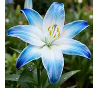 lilium，Radici selezionate di lilium,resistenti al freddo e alla siccità,adatte per la decorazione di giardini e balconi/belle/adatte come regali per le feste-6Rizoma-C