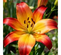 lilium，Radici selezionate di lilium,resistenti al freddo e alla siccità,adatte per la decorazione di giardini e balconi/belle/adatte come regali per le feste-2Rizoma-B