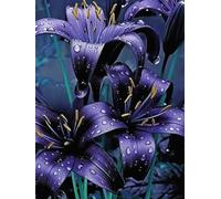 Lilium tuberi di cipolle, cipolle perenni, resistenti all'inverno, decorativi, grazia, gigli in vaso, gigli a cipolle resistenti all'inverno, ottima decorazione