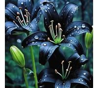Lilium tuberi mix di cipolle,cipolle perenni,decorativi,grazia,gigli in vaso,gigli a cipolle resistenti all'inverno,ottima decorazione-8pezzo-L