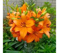 Lilium tuberi mix di cipolle,cipolle perenni,decorativi,grazia,gigli in vaso,gigli a cipolle resistenti all'inverno,ottima decorazione-8pezzo-O