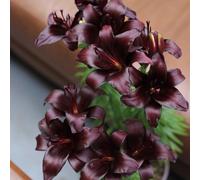 Lilium tuberi mix di cipolle,cipolle perenni,decorativi,grazia,gigli in vaso,gigli a cipolle resistenti all'inverno,ottima decorazione-4pezzo-B