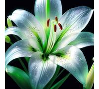 Lilium tuberi mix di cipolle,cipolle perenni,decorativi,grazia,gigli in vaso,gigli a cipolle resistenti all'inverno,ottima decorazione-2pezzo-F