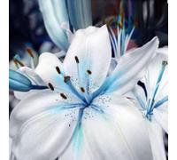 Lilium tuberi mix di cipolle,cipolle perenni,decorativi,grazia,gigli in vaso,gigli a cipolle resistenti all'inverno,ottima decorazione-6pezzo-A