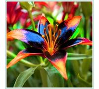 Lilium tuberi mix di cipolle, cipolle perenni, resistenti all'inverno, decorativi, grazia, gigli in vaso,gigli a cipolle resistenti all'inverno, eccellente decorazione. -10 cipolle-D
