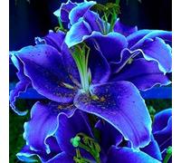 Lilium tuberi mix di cipolle,gigli in vaso,cipolle perenni,decorativi,grazia,gigli a cipolle resistenti all'inverno,ottima decorazione-2pezzo-D