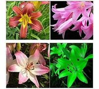Lilium tuberi mix di cipolle,gigli in vaso,cipolle perenni,decorativi,grazia,gigli a cipolle resistenti all'inverno,ottima decorazione-6pezzo-N