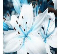 Lilium tuberi mix di cipolle,gigli in vaso,cipolle perenni,decorativi,grazia,gigli a cipolle resistenti all'inverno,ottima decorazione-4pezzo-K