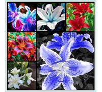Lilium tuberi mix di cipolle,gigli in vaso,cipolle perenni,decorativi,grazia,gigli a cipolle resistenti all'inverno,ottima decorazione-4pezzo-F