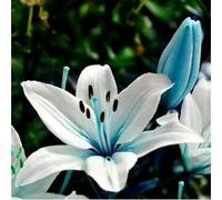 Lilium tuberi mix di cipolle,gigli in vaso,cipolle perenni,decorativi,grazia,gigli a cipolle resistenti all'inverno,ottima decorazione-6pezzo-O