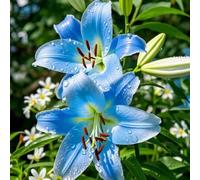 Lilium tuberi mix di cipolle,gigli in vaso,cipolle perenni,decorativi,grazia,gigli a cipolle resistenti all'inverno,ottima decorazione-6pezzo-B