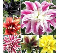 Lilium tuberi mix di cipolle,gigli in vaso,cipolle perenni,decorativi,grazia,gigli a cipolle resistenti all'inverno,ottima decorazione-4pezzo-H