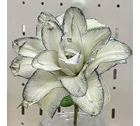 Lilium tuberi mix di cipolle,gigli in vaso,cipolle perenni,decorativi,grazia,gigli a cipolle resistenti all'inverno,ottima decorazione-2pezzo-G