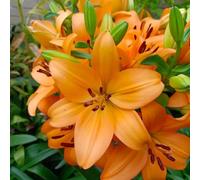 Lilium tuberi mix di cipolle,gigli in vaso,cipolle perenni,grazia,gigli a cipolle resistenti all'inverno,decorazione.-2pezzo-D