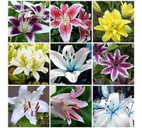 Lilium tuberi mix di cipolle,gigli in vaso,cipolle perenni,grazia,gigli a cipolle resistenti all'inverno,decorazione.-2pezzo-E