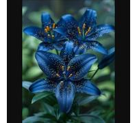 Lilium tuberi mix di cipolle,Grazia,gigli in vaso,cipolle perenni,Decorazione.-4pezzo-G