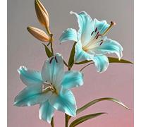 Lilium tuberi mix di cipolle,Grazia,gigli in vaso,cipolle perenni,Decorazione.-4pezzo-H
