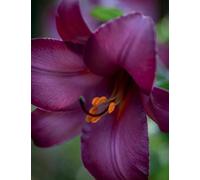 Lilium tuberi mix di cipolle,Grazia,gigli in vaso,cipolle perenni,Decorazione.-4pezzo-J