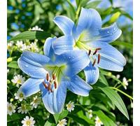 Lilium tuberi mix di cipolle,Grazia,gigli in vaso,cipolle perenni,Decorazione.-4pezzo-O