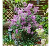 lilla - Aiule rialzate per il giardino Varietà antiche e resistenti decorative balcone serra interna arredamento del soggiorno da giardino 550semi