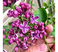 lillà biologiche varietà antiche interno decorazioni giardino 500semi