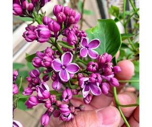 lillà biologiche varietà antiche interno decorazioni giardino 500semi