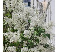 lillà - giardino rupestri in vaso all'ombra vecchie varietà balcone resistenti amanti dell'ombra balcone biologici giardino 50semi