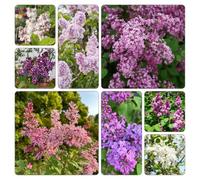 lillà raro giardino decorazioni esterni in vaso biologiche 300semi