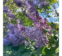 lilla, recisi balcone resistenti amanti dell'ombra esotiche vecchie varietà biologici giardino roccioso balcone 550semi