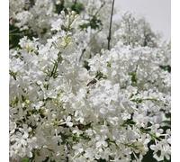 lilla - recisi da balcone da appartamento esotiche balcone serra interna decorazioni giardino per esterni Varietà antiche e resistenti Giardino 180semi