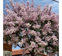 lilla - Varietà antiche e resistenti in vaso tappezzanti rialzata recisi da balcone Aiule rialzate per il giardino da giardino roccioso balcone 100semi