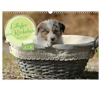 Lillyfee und ein Körbchen voller Glück (Wandkalender 2026 DIN A3 quer), CALVENDO Monatskalender: Mutterglück auf vier Pfoten