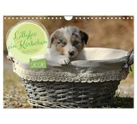 Lillyfee und ein Körbchen voller Glück (Wandkalender 2026 DIN A4 quer), CALVENDO Monatskalender: Mutterglück auf vier Pfoten