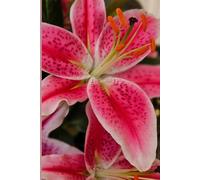 Lily Love Notebook: Beautiful little notebook, for gifting to someone special or yourself!