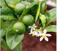 Lime “Citrus Aurantifolia”, Limetta messicana, pianta innestata in fitocella Agrumi di Sicilia, Made in Italy, Vivaio di Castelletto