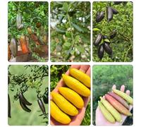 lime finger balcone decorativo decorazione balconi giardino decorazione semi 120pcs