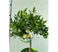 Limequat Mini Albero in Vaso di Plastica Riciclabile, Ø 15 cm, Colore Cotto 40 cm di altezza - pianta viva -Giambo' Piante