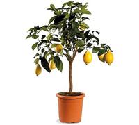 Limone 1 Pianta in Vaso - 1 Pianta di Citrus Limone | Facile da Coltivare su Balcone o Giardino | Agrume Rifiorente con Frutti Profumati e Guida Incluse
