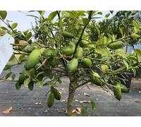 Limone Caviale "Citrus Australasica" Pianta Di Finger Lime Rosa In Vaso - 18 Cm