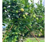 limone - esotico di interni resistenti per giardini di rocce perenne resistenti semi giardino espaldera 55pcs