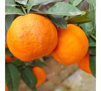 limone - letto elevato balcone interni resistenti balcone semi di giardini resistenti rocce interni 50pz