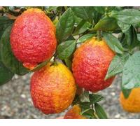 Limone Rosso o Citrus Limonimedica Pigmentata pianta da agrume pianta da frutta