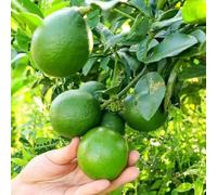 limonero in espaldera giardino interni resistenti per giardini di rocce semi di colonna interni perenni resistenti limone esotico 20pcs