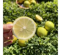 limoni antiche varietà interno balcone rara copertura del terreno 150semi