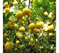 limoni giardino balcone esotiche decorazione biologiche 400semi